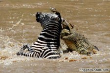 crocodile-eating-zebra.jpg