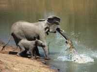 African+Nile+crocodile+and+an+african+elephant.jpg