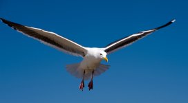 Seagull-in-Flight.jpeg