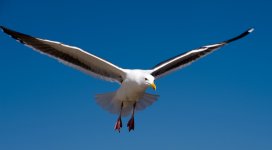 Seagull-in-Flight.jpeg