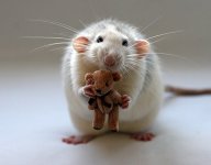 rat-with-teddy-bear.jpg