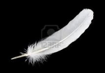 white feather.jpg