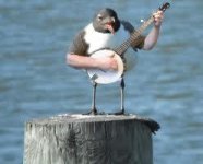 Lankyseagull.JPG