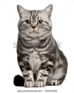 stock-photo-brazilian-shorthair-cat-year-old-sitting-in-front-of-white-background-64219450.jpg