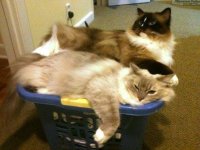 Trigg-and-Charlie-in-a-Laundry-Basket.jpg