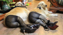 dogs-in-tights-630x356.png