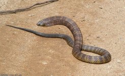 snake_Gembrooke060318-8070.jpg