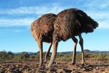 ostrich-with-head-in-the-sand.jpg