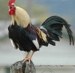 rooster.jpg