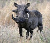 warthog_knp-0311_blog.jpg