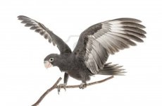 16486913-greater-vasa-parrot-coracopsis-vasa-7-weeks-old-perched-on-branch-with-spread-wings-aga.jpg