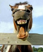 Funny Horse Photos (3).jpg