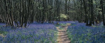 bluebell-wood-east-sussex-pan.jpg