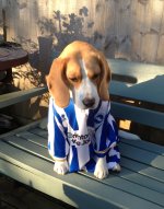 brighton-beagle.jpg