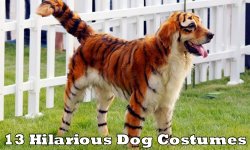13-Hilarious-Dog-Costumes.jpg