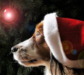 christmas_dogs.jpg