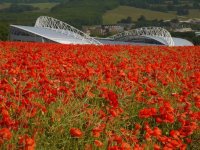 Amex poppies.JPG Amex poppies.JPG