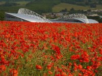 Amex poppies.JPG