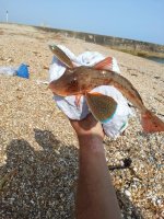 marc's gurnard.jpg