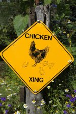 iStock_000000918663Small+chicken+sign.jpg