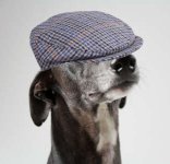 whippet-in-hat.jpg