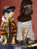 bill-melton-pair-of-dogs-dressed-in-clothes-hats-and-glasses.jpg