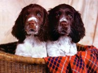 black-twin-dogs_422_3556.jpg