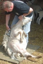 Sheep-Shearing-weekend-24.4.10-002.jpg