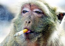 funny monkeys smoking 3.jpg