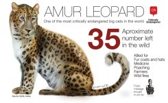 amur-leopard-35-left-in-the-wild_5029158fb6185.jpg