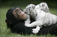 anjana-the-chimpanzee-and-two-tigers-8.jpg