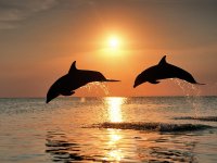 Bottlenose on Dolphins on Sunset.jpg