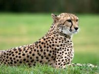 cheetah.jpeg