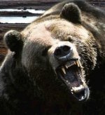 Angry Bear.jpg