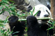 giant_panda_tai_shan.jpg