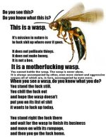 wasps.jpg