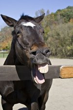 laughing_horse_teeth.jpg