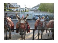 3611214-Donkeys_for_hire_in_Mijas_Spain_Mijas.jpg