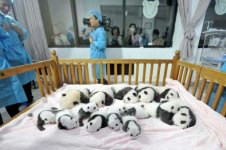 BABY PANDA'S.jpg BABY PANDA'S.jpg