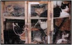 cats in a crate CHINA.jpg cats in a crate CHINA.jpg