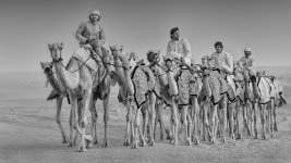 camel caravan.jpg