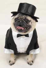 dog-tuxedo1.jpg