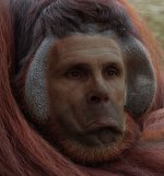 orangutan-male.jpg