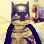 batman_cat_costume.jpg