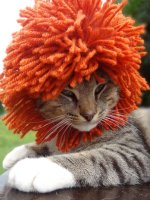 Cats_In_Hats_2583251k.jpg