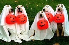 4-halloween-dogs.jpeg