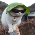 a_cat_in_a_lettuce_hat_5461.jpg