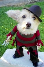 02b66ed5583da6c76a880008fb000522-the-least-scary-scary-dog-halloween-costumes.jpg