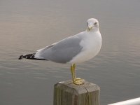 seagull.jpg