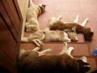 67491_Let-Sleeping-Dogs-Lie_400.jpg